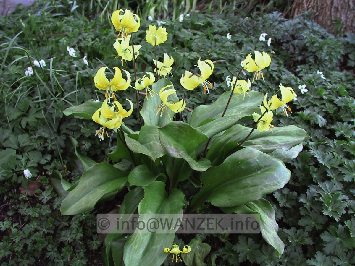 1c und Erythronium Pagode.JPG
